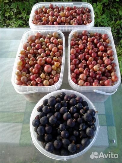 Крыжовник ягода