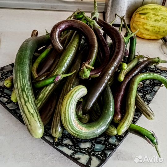 Баклажан пальчиковый