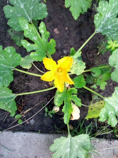 Дача 35 м² на участке 4,6 сот.