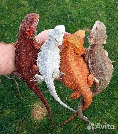 Бородатая агама