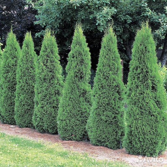 Туи западные