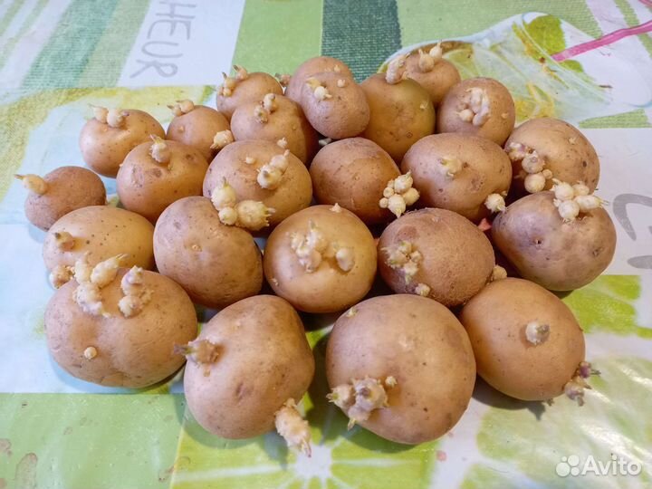 Семенной картофель