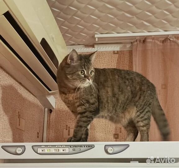 Кошки в добрые руки