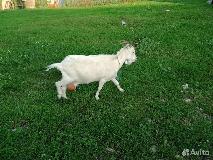 Зааненская коза