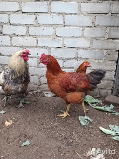 Куры молодки несушки