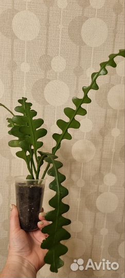 Комнатные растения