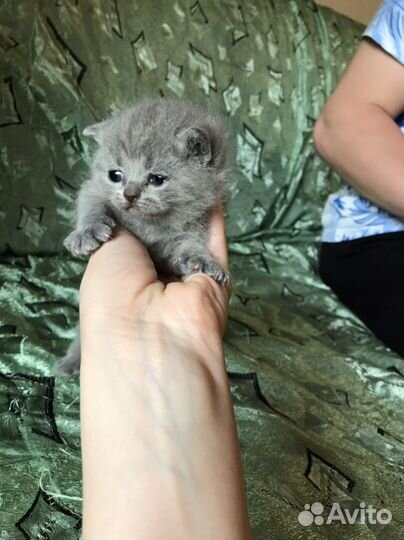 Британские котята