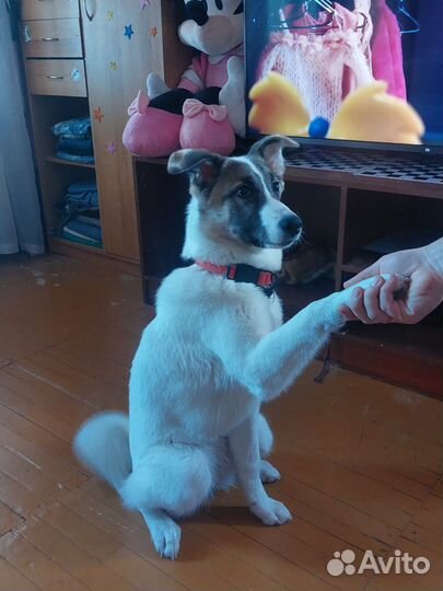 Собачка в дар