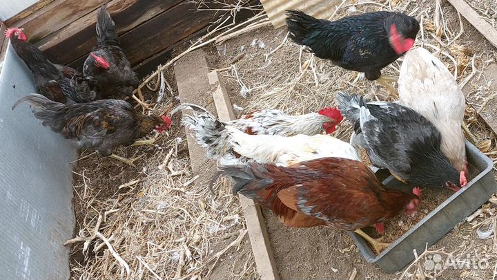 Молодые петухи