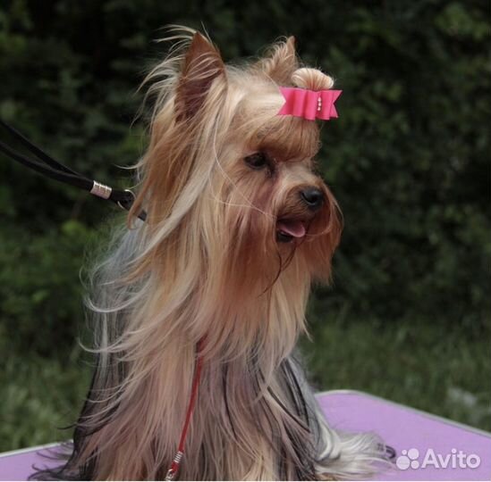 Йоркширский терьер