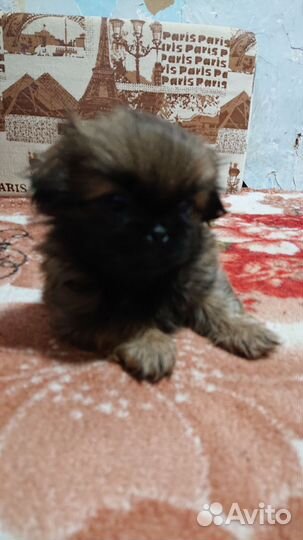 Щенки пекинеса