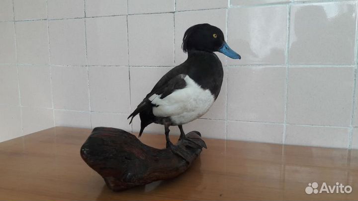 Чучела птиц