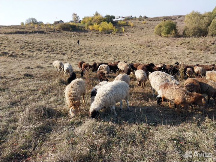 Бараны ягнят овцы