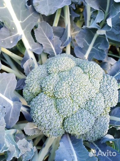 Брокколи свежая