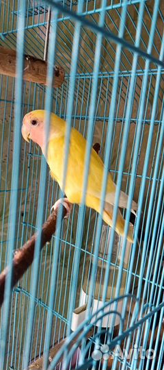 Попугай неразлучник