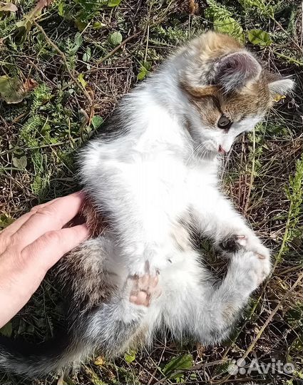 Изумительная котодевочка