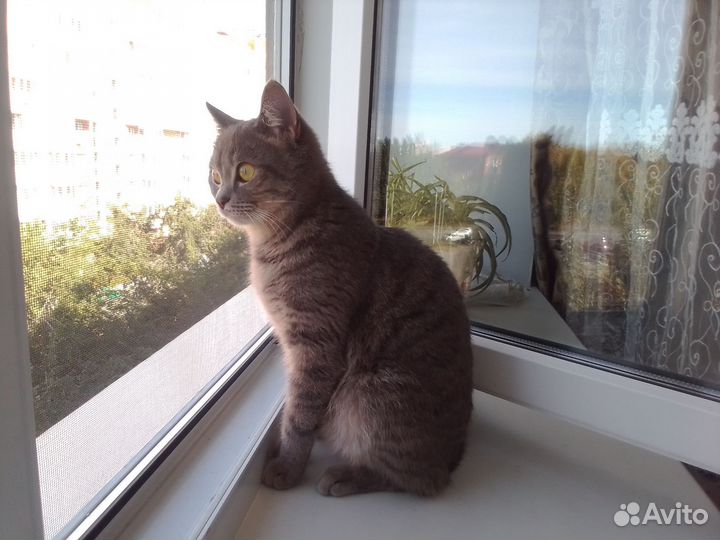 Кошка в добрые руки