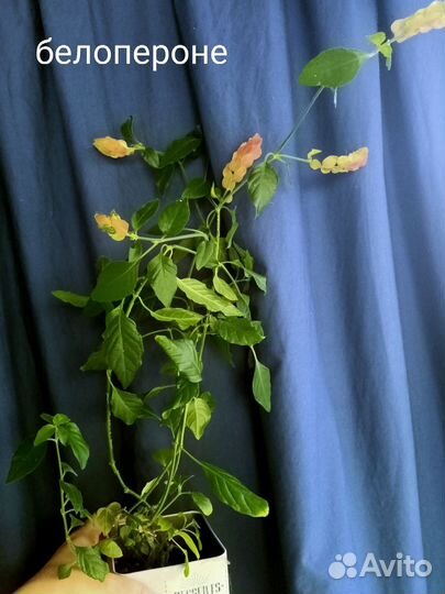 Комнатные растения цветы большие