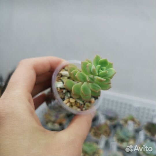 Суккуленты