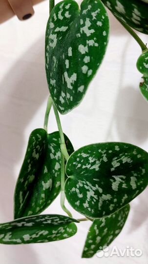 Сциндапсус Пиктус