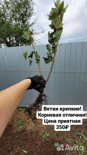 Саженцы смородины красной