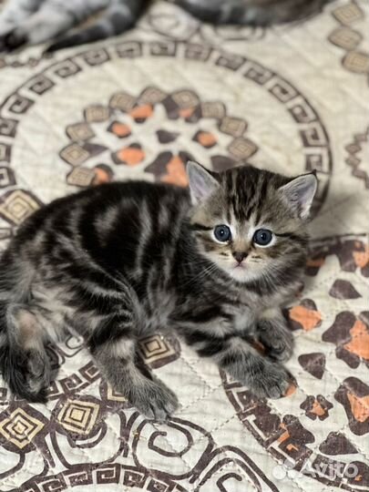 Шотландские вислоухие котята