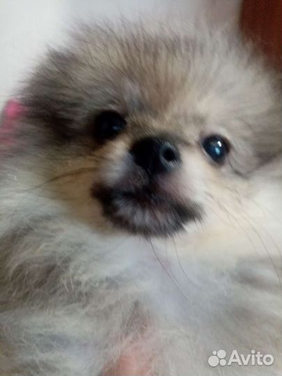 Мишка топтыжка