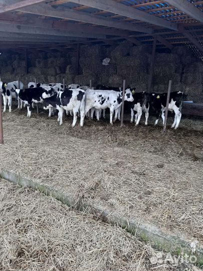 Телята бычки