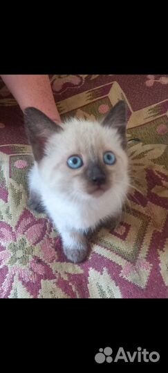 Отдам двух котят первая девочка второй мальчик