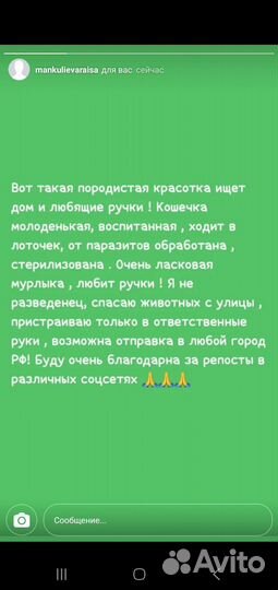 Кошка в дар