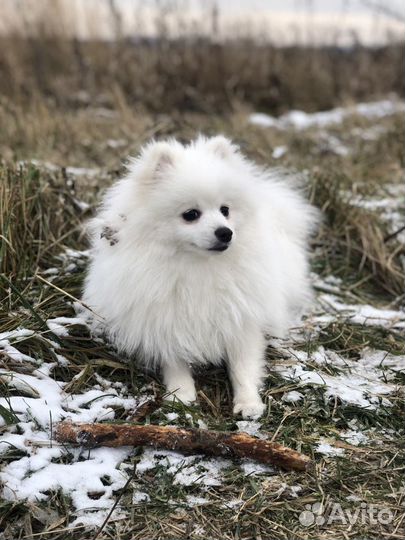 Белый шпиц вязка