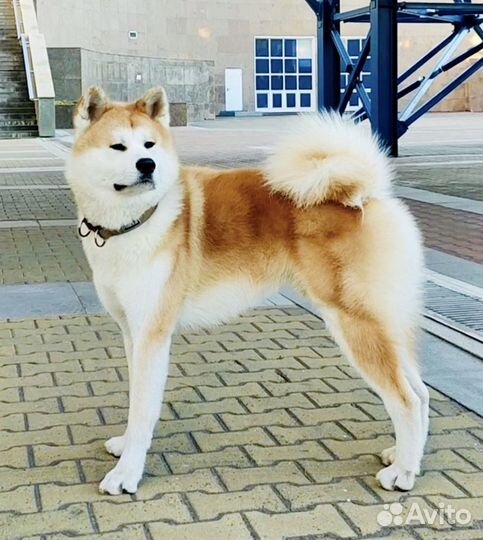 Акита ину вязка