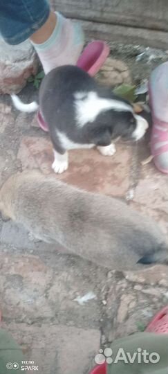 Щенки бесплатно