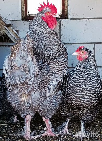 Инкубационное яйцо