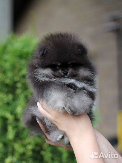 Померанский шпиц щенки