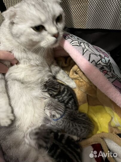 Шотландские котята
