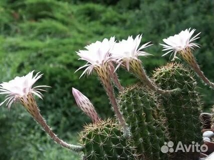 Кактус эхинопсис