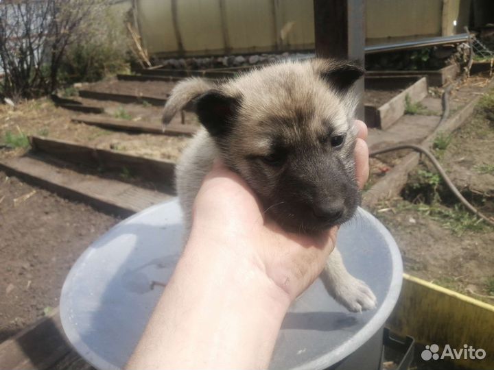Воленд лайка волк