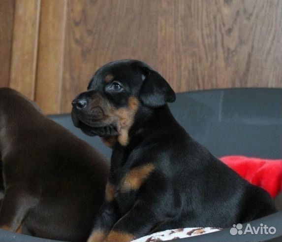 Щенки добермана