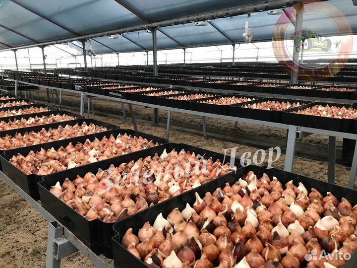 Тюльпаны оптом Destination Павлодар (40-50 см.)