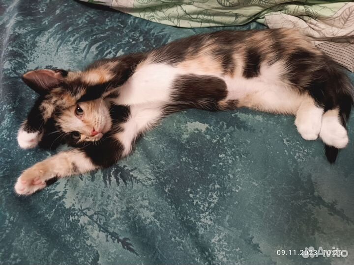 Котёнок ищет дом