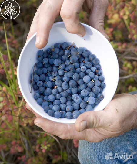 Саженцы голубики