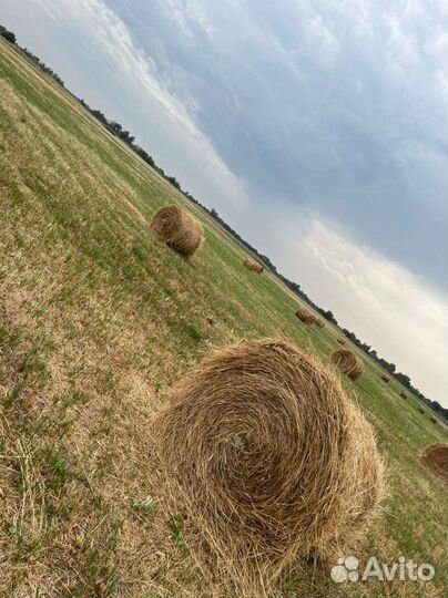 Сено луговое с доставкой