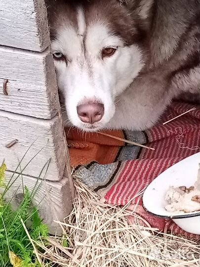 Найдена собака хаски с щенками