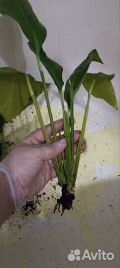 Спатифиллум