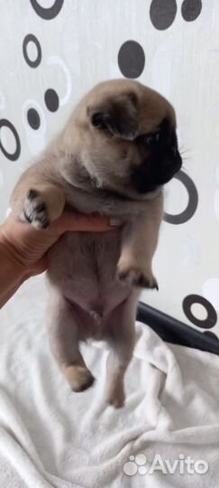 Щенки мопса мальчик