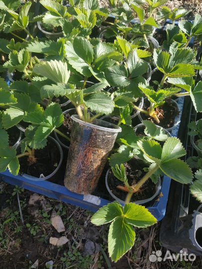 Клубника рассада - новинки. Саженцы ежевики