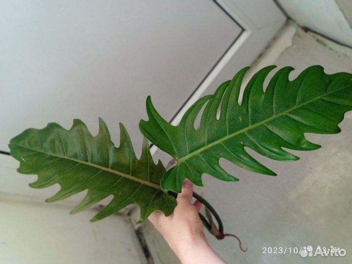 Филодендрон Карамель марбл вар