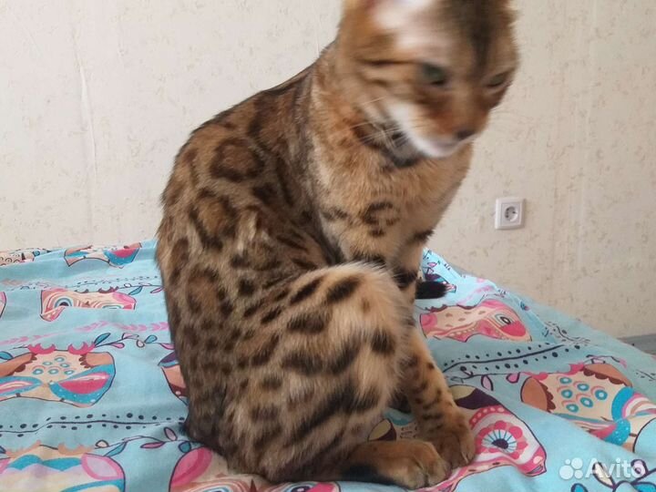 Бенгальская кошка вязка