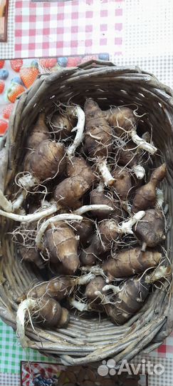 Топинамбур клубни